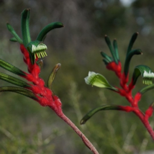 Anigozanthus manglesii